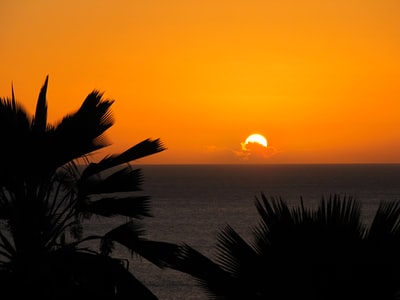 日落时棕榈树的轮廓